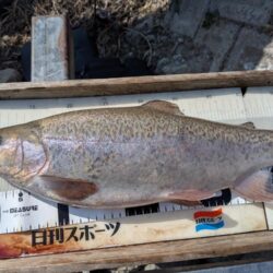 念願のロックトラウト